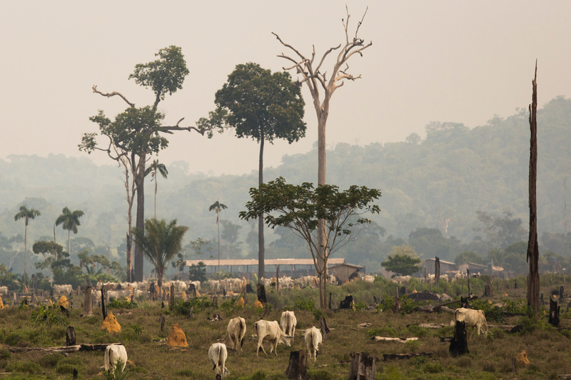 Globalt skovrydning udgør en kolossal trussel mod kulstoflagringen i skovene med stor betydning for klimaet.