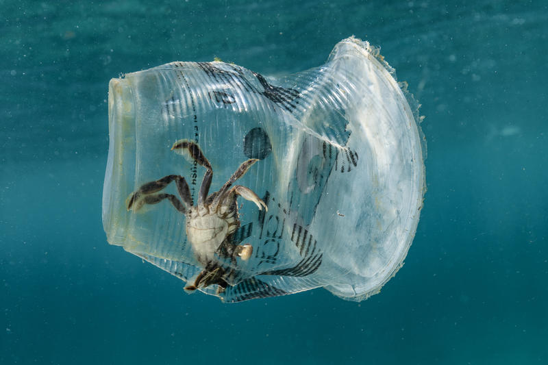 En krabbe fanget i et plastikkrus i havet ved Isla Verde-strædet udenfor Batangas City på Filippinene. © Noel Guevara / Greenpeace
