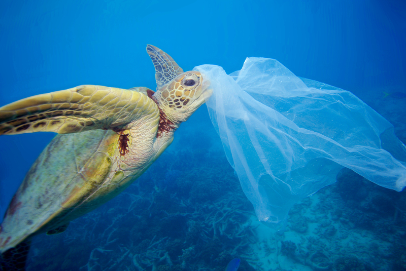 Billede af en skildpadde med plastik omkring munden. 