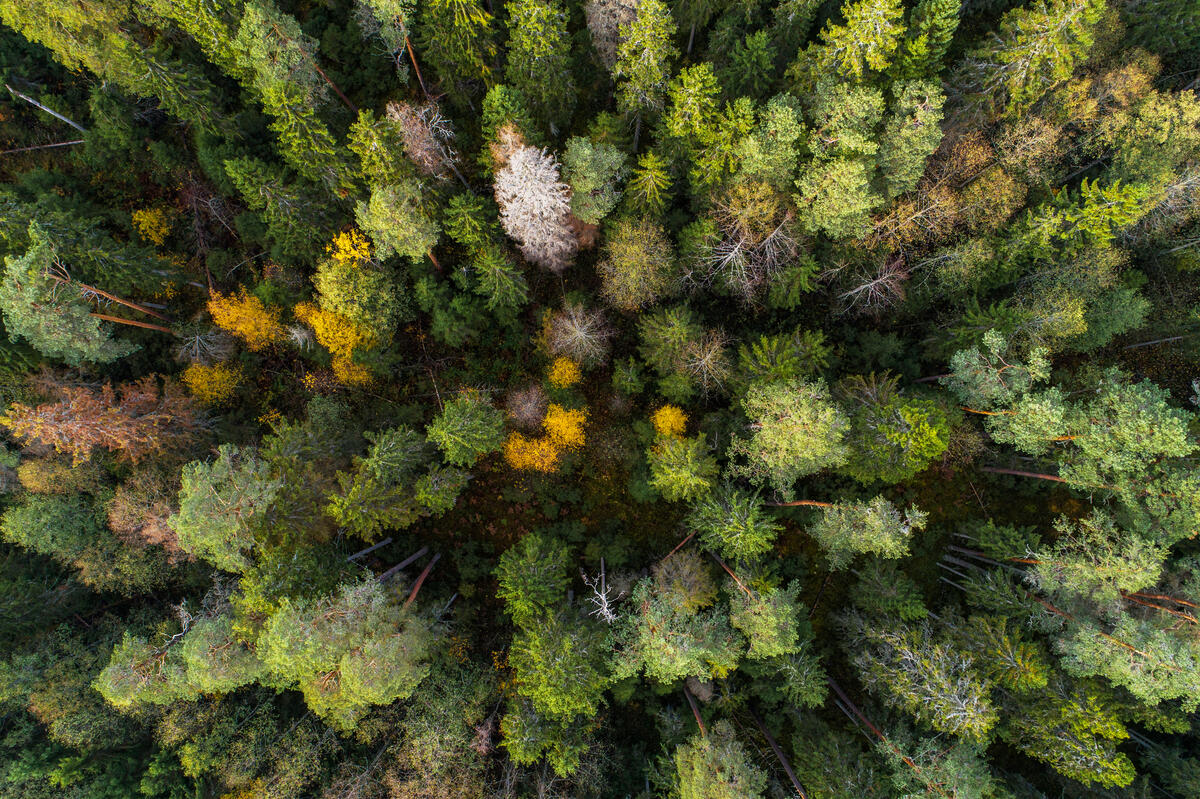 Aerial of a Keystone Habitat in Estonia; Pärnu county, Central Estonia. © Greenpeace / Karl Adami