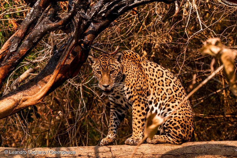 Jaguaren er en af ​​mange arter i Cerradoen, der er truet af landbrugsindustriens ekspansion til at producere soja og majs til eksport.