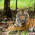 10 fascinerende fakta om tigeren