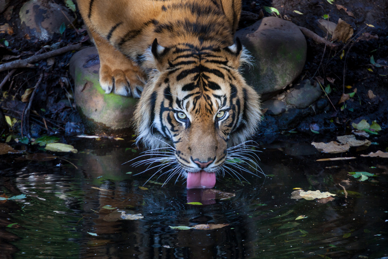 Jaguar drikker ved flod.
