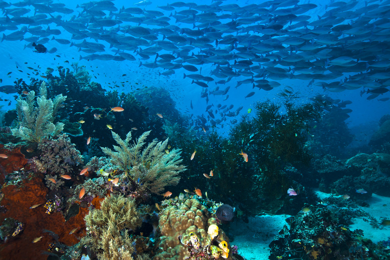 Et koralrev med fisk og planter ved havbunden.