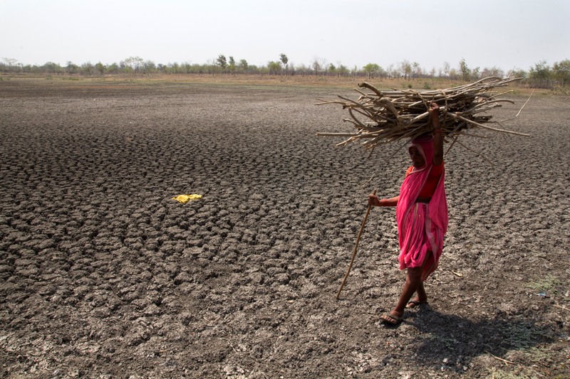 Kvinde bærer brænde under tørke i Khomnal Village i Maharashtra i Indien.