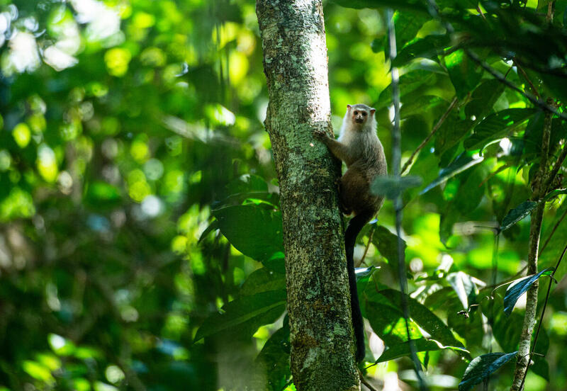 Billede af en lille mamorset abe, der sidder på en stamme i regnskoven
