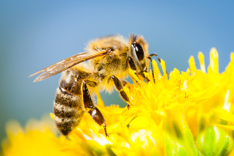 Bi i en gul blomst. Bier er vigtige for bestøvning af planter og del af vores biodiversitet, men er hårdt presset af fx brugen af pesticider i landbruget