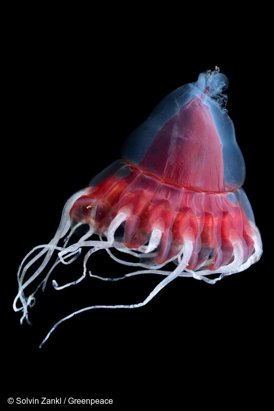 Deep sea creatures Helmet jellyfish Greenpeace Danmark