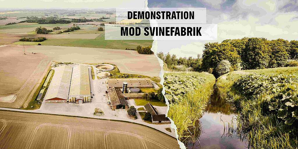 Demonstration mod svinefabrik Demonstration mod svinefabrik