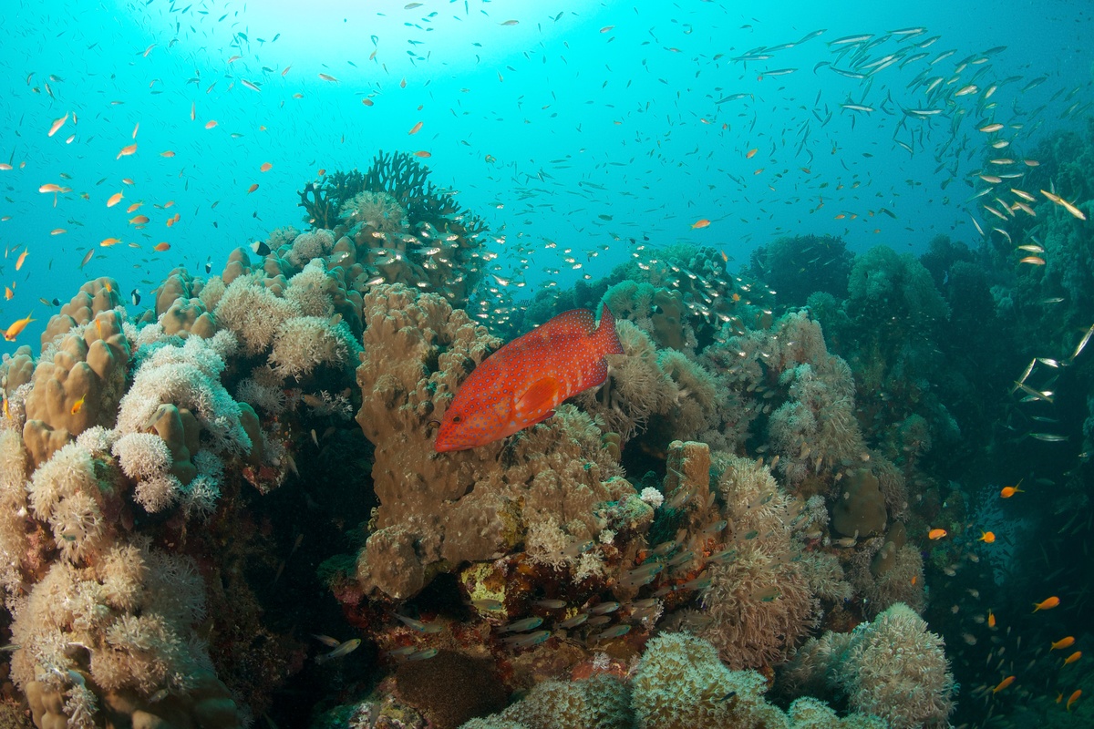 Fisk og koraller i Det Røde Hav. © Markus Mauthe / Greenpeace