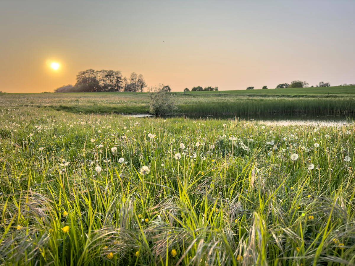 idylisk blomstereng