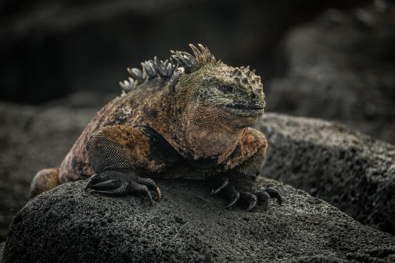 Galapagos Havleguanen (Ambl0yrhynchus cristatus) er en leguan der kun findes på Galapagosøerne. Foto: Markus Mauthe