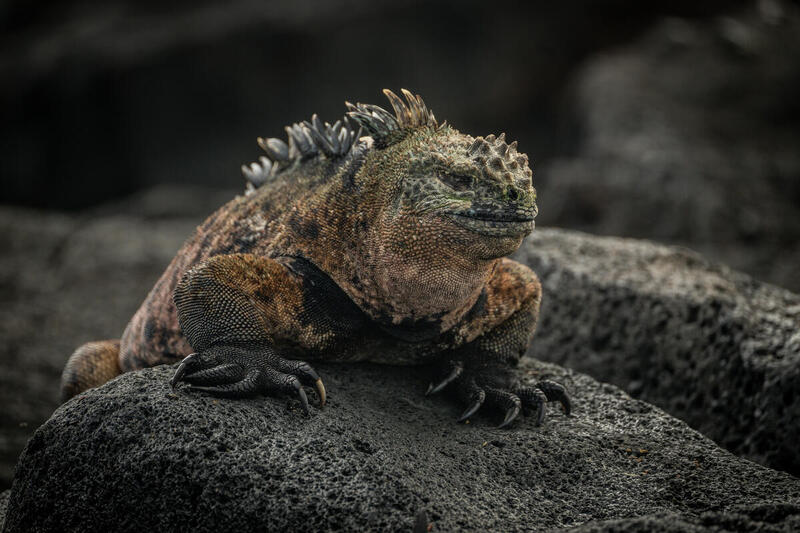 Galapagos Havleguanen (Ambl0yrhynchus cristatus) er en leguan der kun findes på Galapagosøerne. Foto: Markus Mauthe Galapagos Havleguanen (Ambl0yrhynchus cristatus) er en leguan der kun findes på Galapagosøerne. Foto: Markus Mauthe