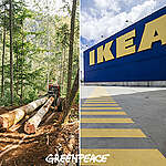 Rapport: IKEA-møbler fremstilles på bekostning af nogle af Europas sidste oprindelige skove