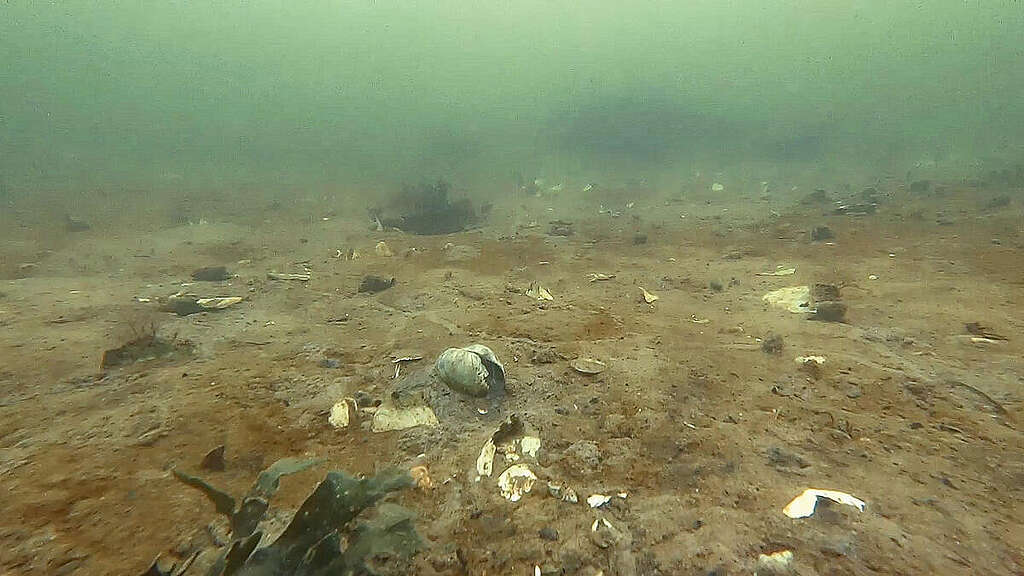Ødelagt havbund i Vejle Fjord Ødelagt havbund i Vejle Fjord