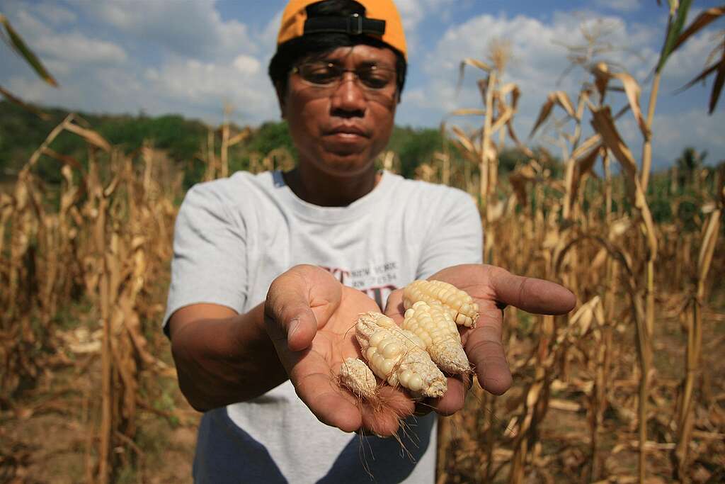 Man holding damaged corn in his hands
