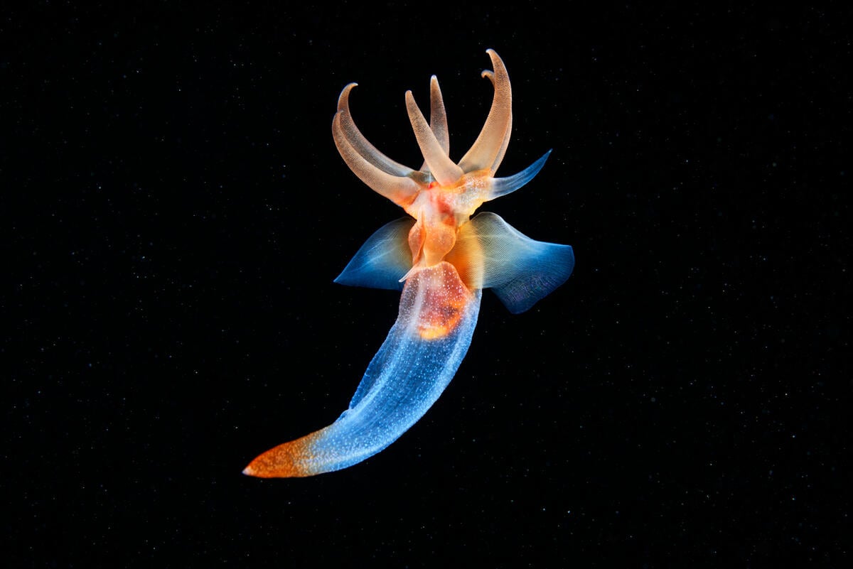 Sea Angel in the White Sea. © Greenpeace Den nøgne vingesnegl findes langs den norske kyst og i hele Nordatlanten. Sneglen lever op til sit navn, da dens todelte fod kan ligne et par vinger, når den svømmer med sine yndefulde bevægelser. © Greenpeace