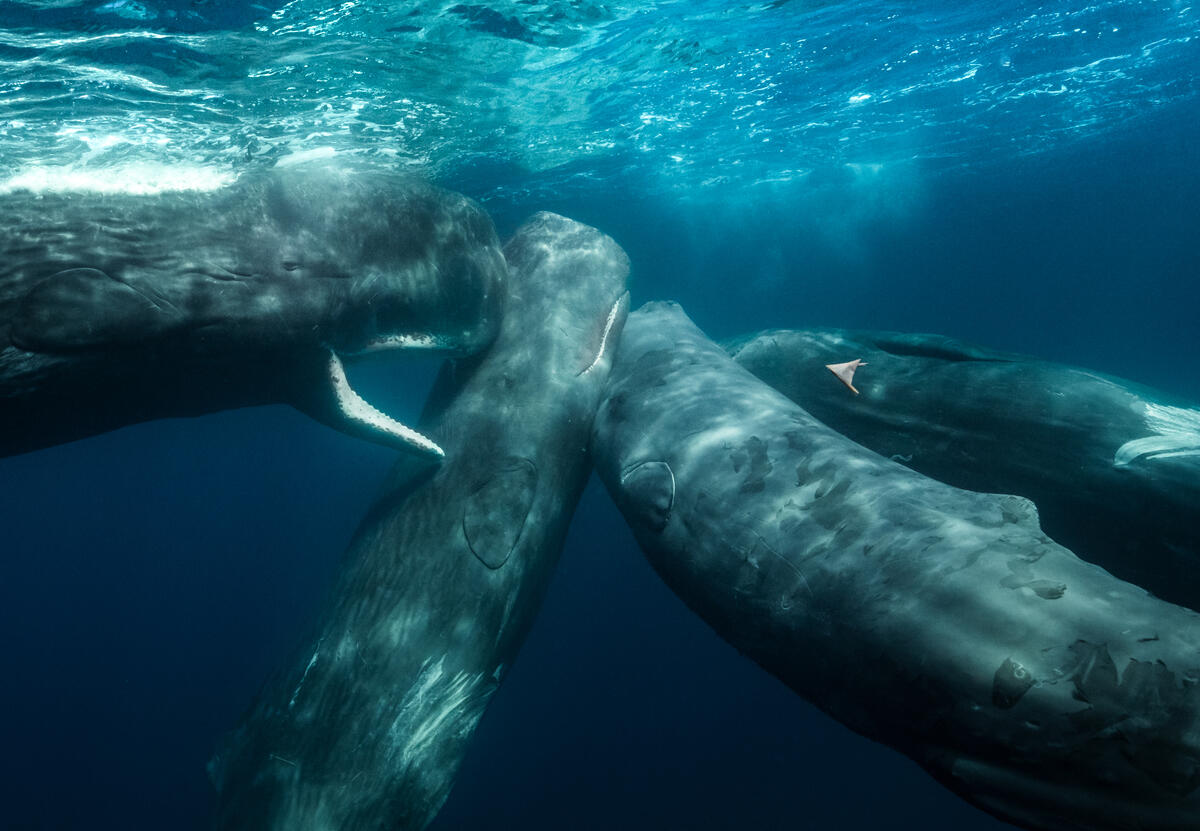 Sperm Whales Up Close Underwater in Indian Ocean, Western Australia. © Alex Westover Kaskelothvaler under vandet i Det Indiske Ocean, Vestaustralien. Under deres ekspeditionstur i 2024 observerede holdet ombord på skibet Witness, at der findes op til fire forskellige grupper af kaskelothvaler i det område, som er blevet åbnet for minedrift på havbunden. © Alex Westover