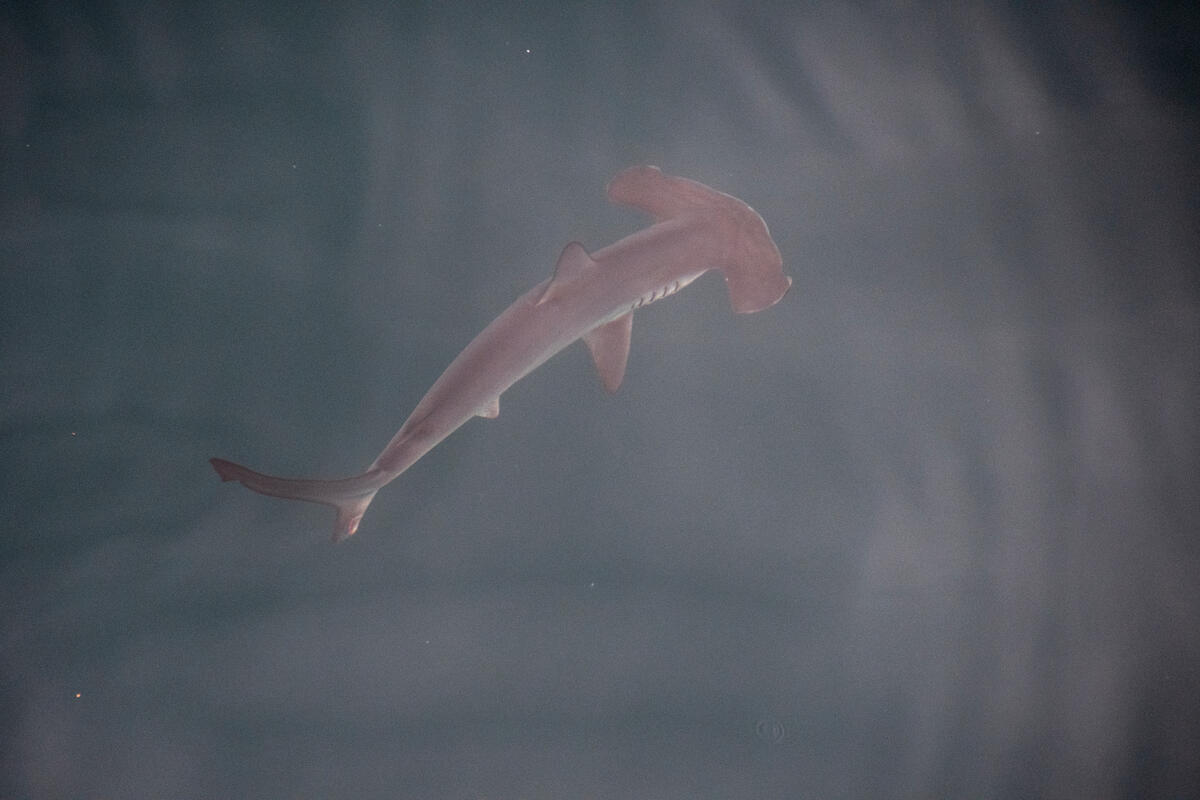 Hammerhead Shark in Galapagos. © Greenpeace / Sophie Cooke