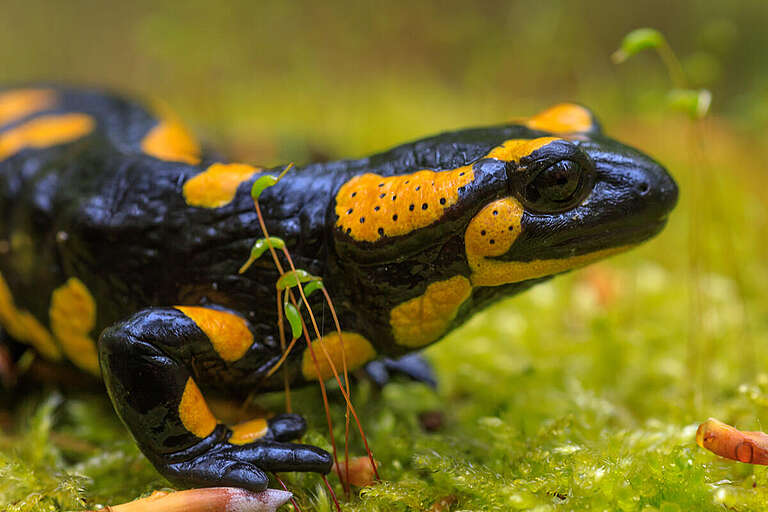 Nature of the Turnica and Bieszczady Mountain Ranges in the Polish ...