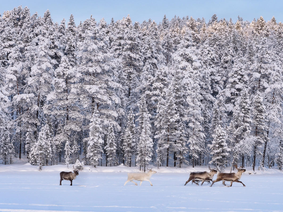 Reindeer in Finland. © Jani Sipilä / Greenpeace Reindeer in Finland. © Jani Sipilä / Greenpeace