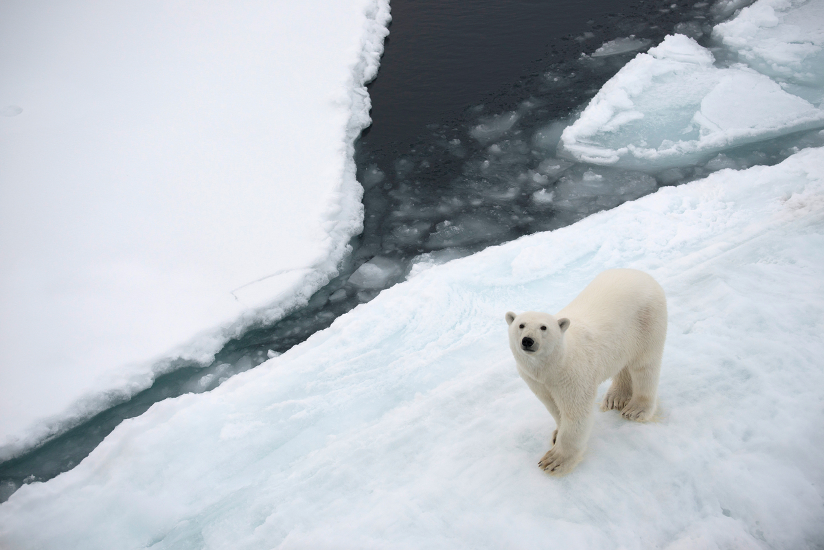 Polar Bear in the Arctic. © Daniel Beltrá / Greenpeace En ung isbjørn vandrer på isen, set fra Greenpeace-skibet under en ekspedition for at dokumentere havisniveauet. © Daniel Beltrá / Greenpeace © Daniel Beltrá / Greenpeace
