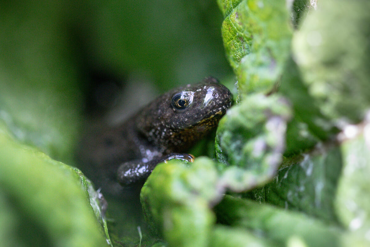 Salamander near Planned Pig Farm Expansion Site in Denmark. © Will Rose / Greenpeace Salamander near Planned Pig Farm Expansion Site in Denmark. © Will Rose / Greenpeace