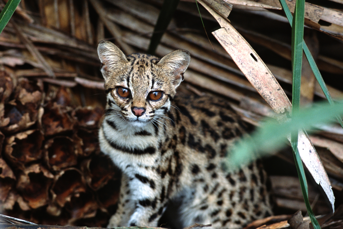 Oncilla (Leopardus tigrinus) in the Amazon. © Adriano Gambarini
