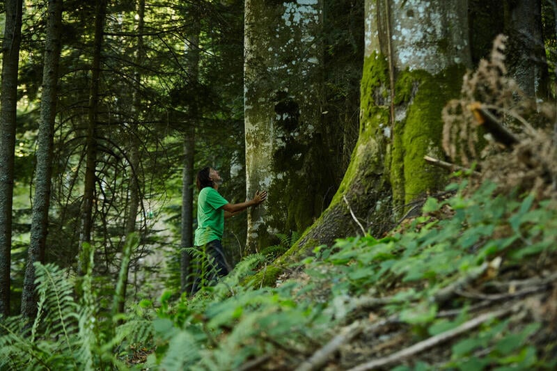 Gammel skov i Karparterne i Rumænien