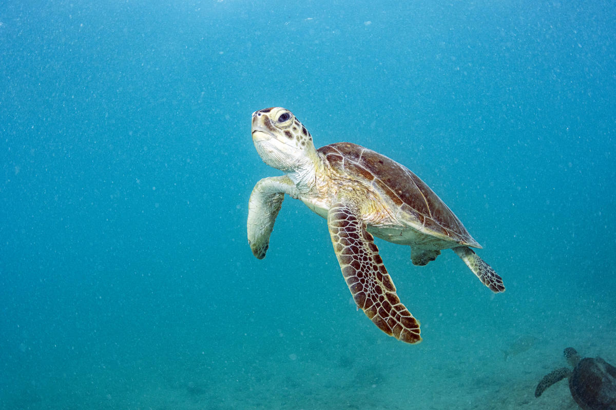 Green Sea Turtle in the Sargasso Sea. © Shane Gross / Greenpeace Green Sea Turtle in the Sargasso Sea. © Shane Gross / Greenpeace