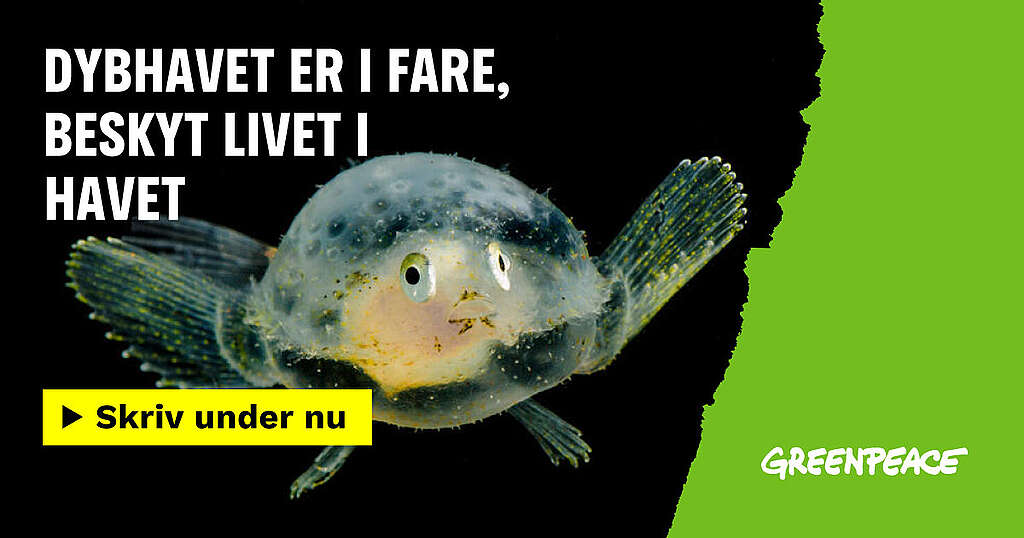 Forsidebillede til underskriftindsamlingen om dybhavsminedrift