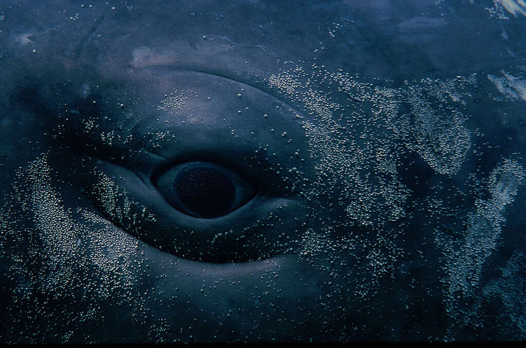 Baby sperm whale in Portugal. © Doug Perrine / SeaPics.com
