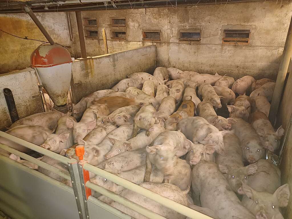 Grise presset sammen i industriel svineproduktion
