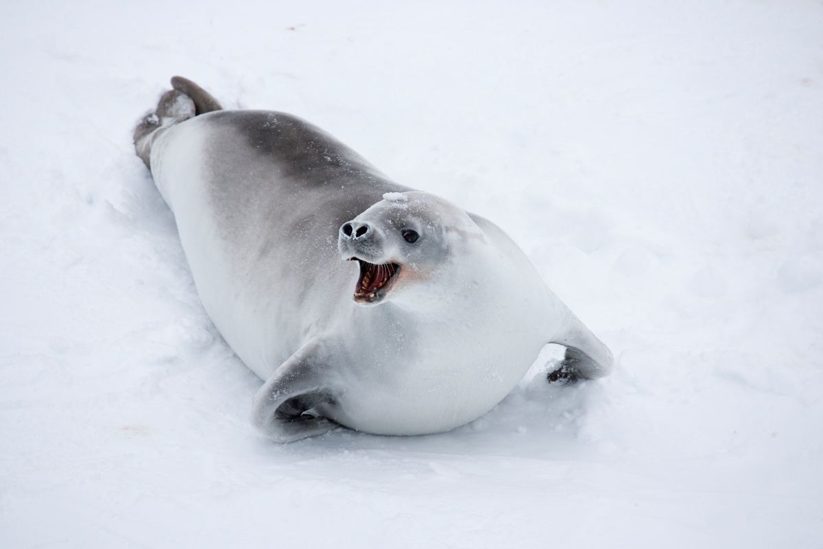 Store sejre for planeten i 2025