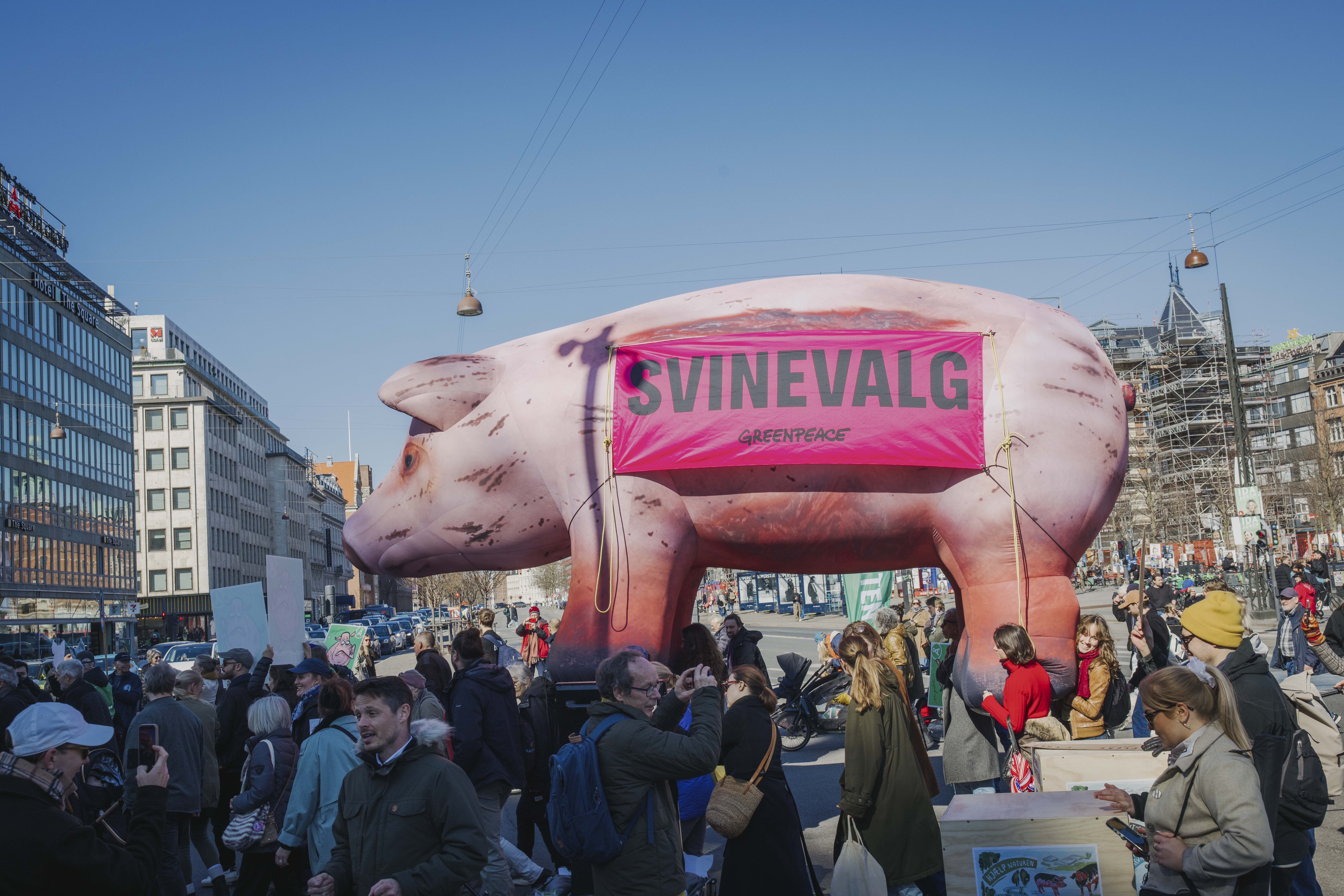 Stor demonstration i København for grisenes velfærd og naturen under folketingsvalget.