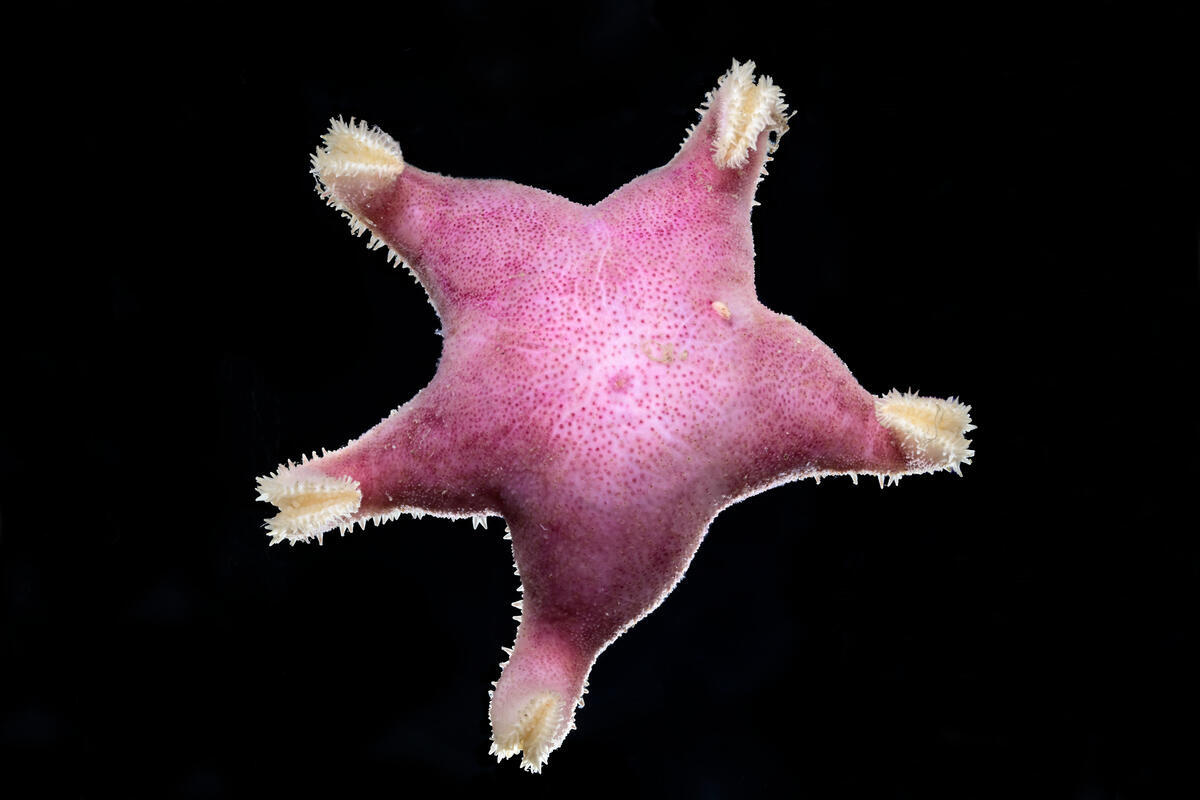Marine Animals Found on Deep Arctic Expedition. © Solvin Zankl / Greenpeace Marine Animals Found on Deep Arctic Expedition. © Solvin Zankl / Greenpeace
