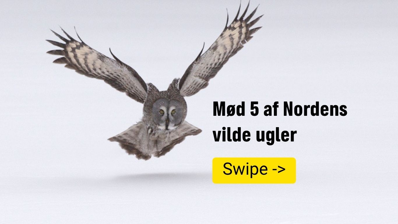 Mød 5 af Nordens ugler og opdag, hvad der gør dem til skovens vildeste jægere