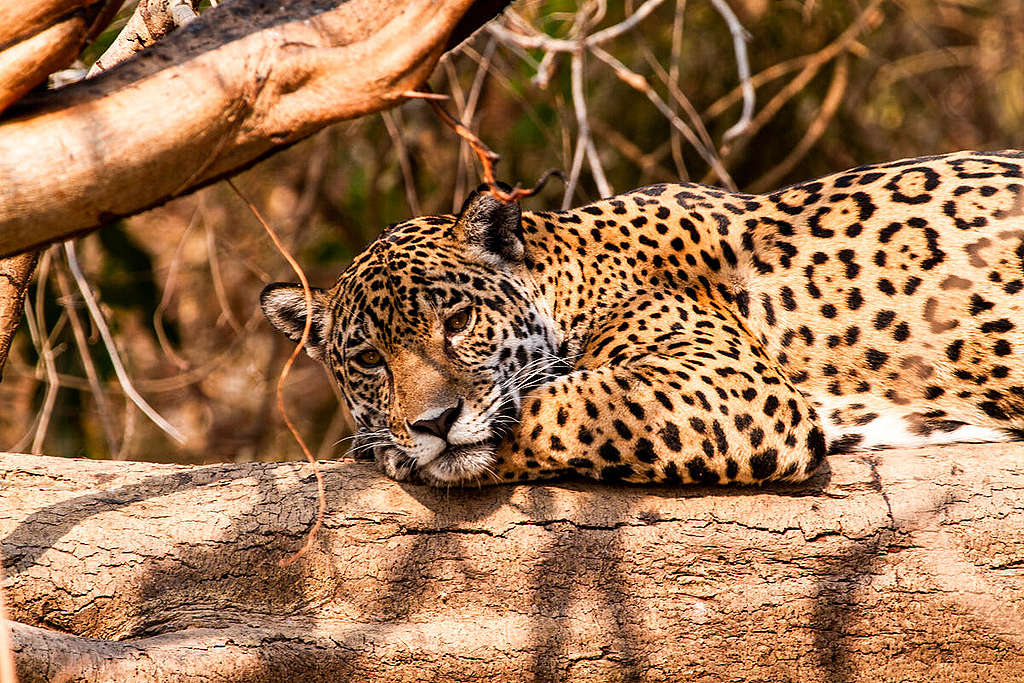 Jaguar (Panthera onca) in Pantanal, Brazil. © Leandro Cagiano / Greenpeace