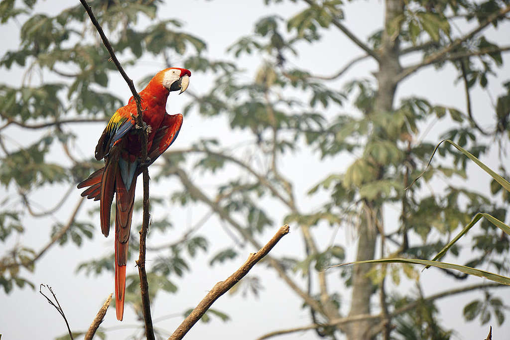 Scarlet Macaw in the Karipuna Indigenous Land, Brazil. © Rogério Assis / Greenpeace