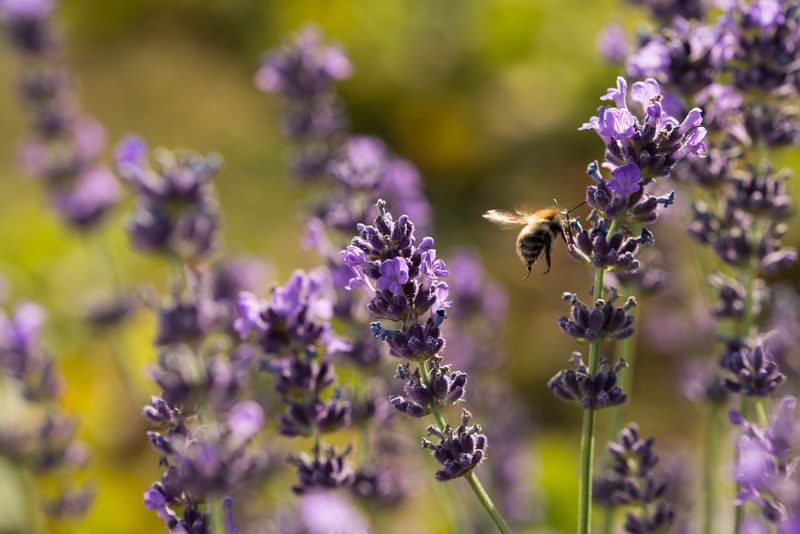 En humlebi svæver mellem lilla blomster