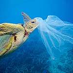 How Greenpeace is pushing Hong Kong to go #PlasticFreeNow