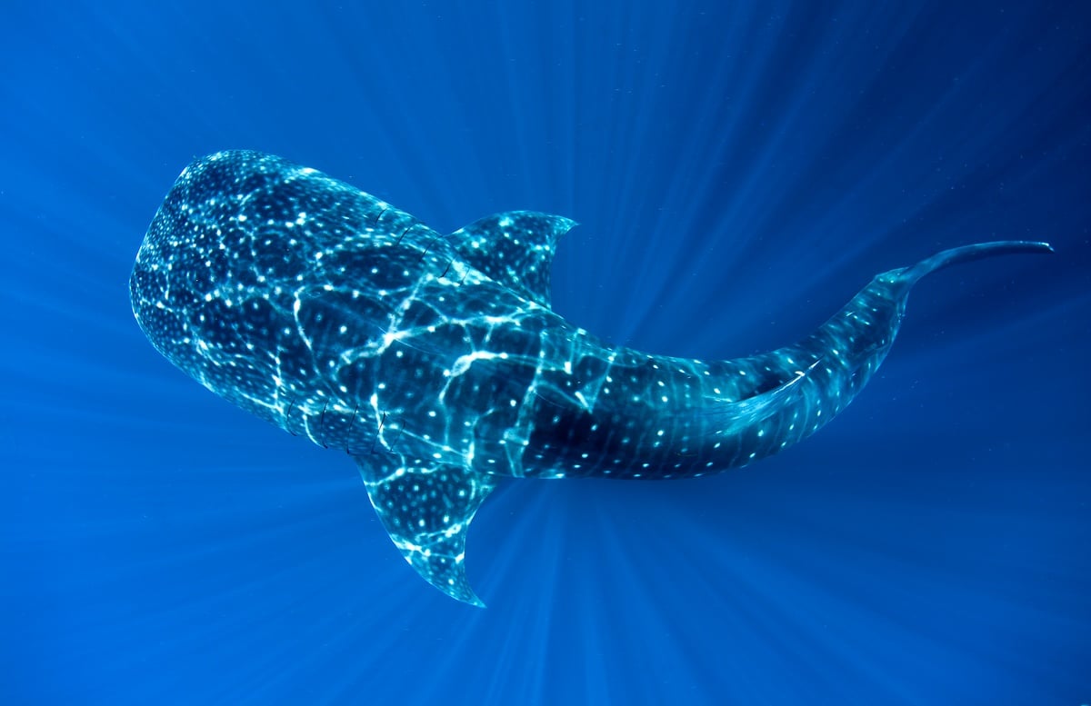 Whale Shark in Cenderawasih Bay. © Paul Hilton / Greenpeace