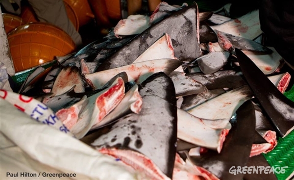 Shark fins aboard the Shuen De Ching No.888