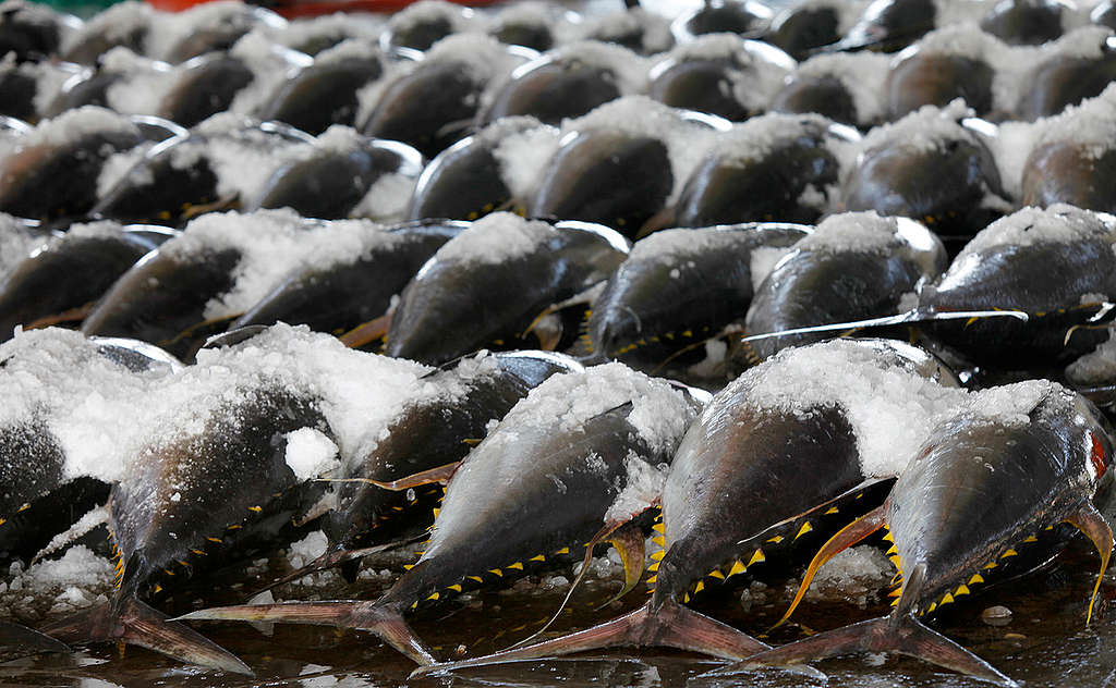 Tuna at Fish Market in Taiwan. © Alex Hofford / Greenpeace