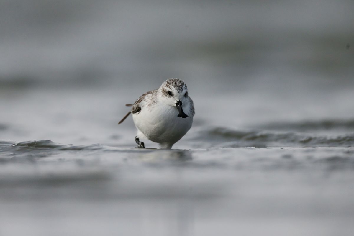 Spoon-billed Sandpiper in Jiangsu Province, China. © Dongming Li