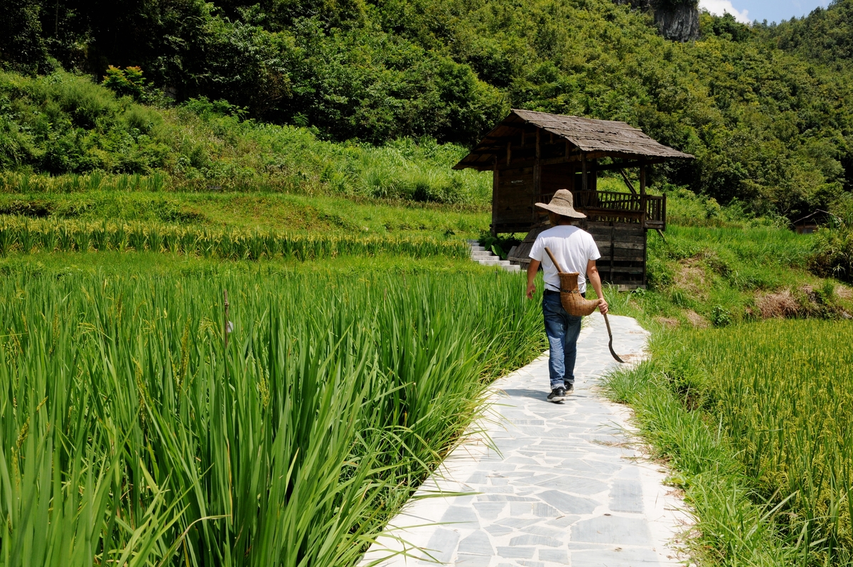 Sustainable Farmer in Guizhou, China. © Liya Ma / Greenpeace