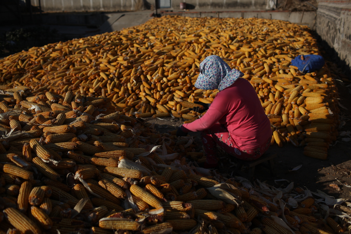 Illegal GE Corn Cultivation Investigation in Northeast China. © Ma Longlong / Greenpeace