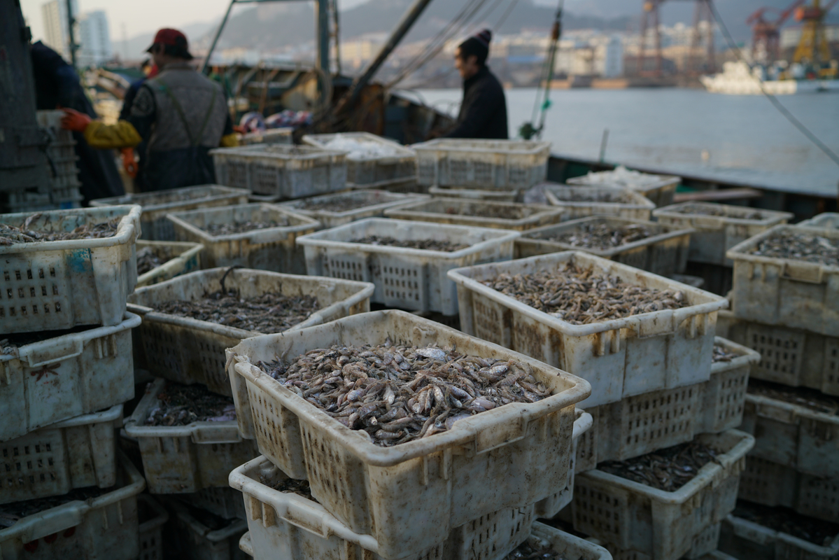 Juvenile Fish Overfishing in Shidao. © Zhu Li / Greenpeace