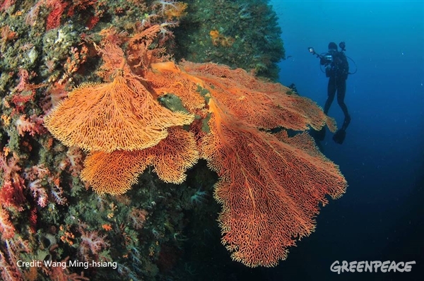 Construction of the coal receiving dock was going to ruin coral reefs and hit the coastal ecosystem hard.