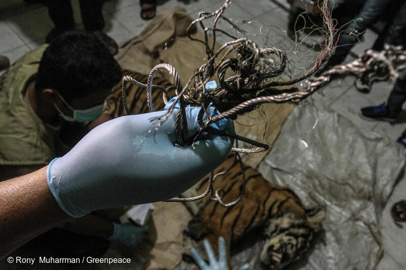 Critically endangered Sumatran tiger tragically killed in a trap in